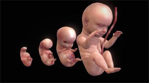 مراحل تكوين الجنين: رحلة مدهشة من الخلية إلى